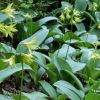 Clintonia Borealis